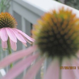 Meet your Posher, Vonne